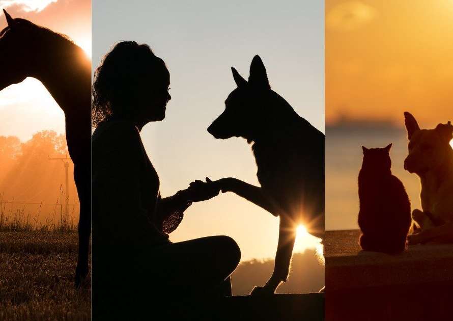 Animals and Neuroscience