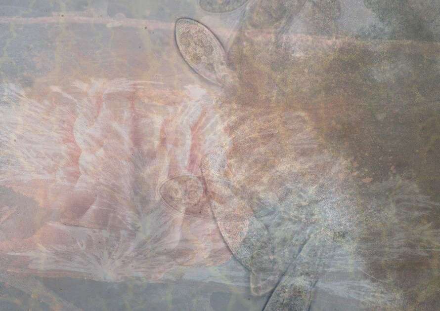 A Symphony of Slime: What Slime Mold, Classical Music, and the Tokyo Subway Teach Us About the Brain